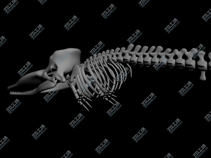images/goods_img/202105071/Sperm whale skeleton/2.jpg